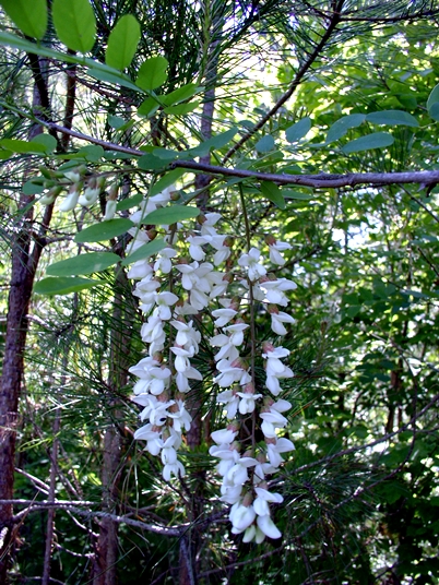 {Robinia pseudoacacia}